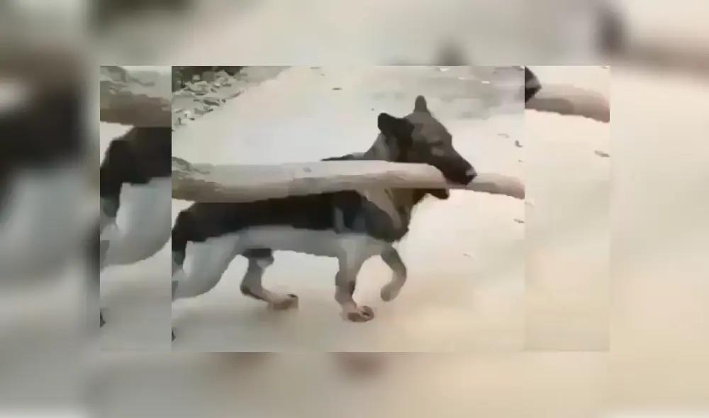 Video es viral en YouTube. El can se percató de la dificultad del hombre y corrió a sacar un obstáculo que estaba en el camino para evitar que tropiece con este. Fotocaptura: Twitter Video es viral en YouTube. El can se percató de la dificultad del hombre y corrió a sacar un obstáculo que estaba en el camino para evitar que tropiece con este. Fotocaptura: Twitter