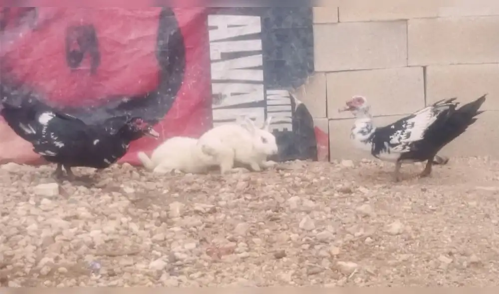 Facebook: Conejo tiene duelo a muerte con patos y video asombra al mundo entero