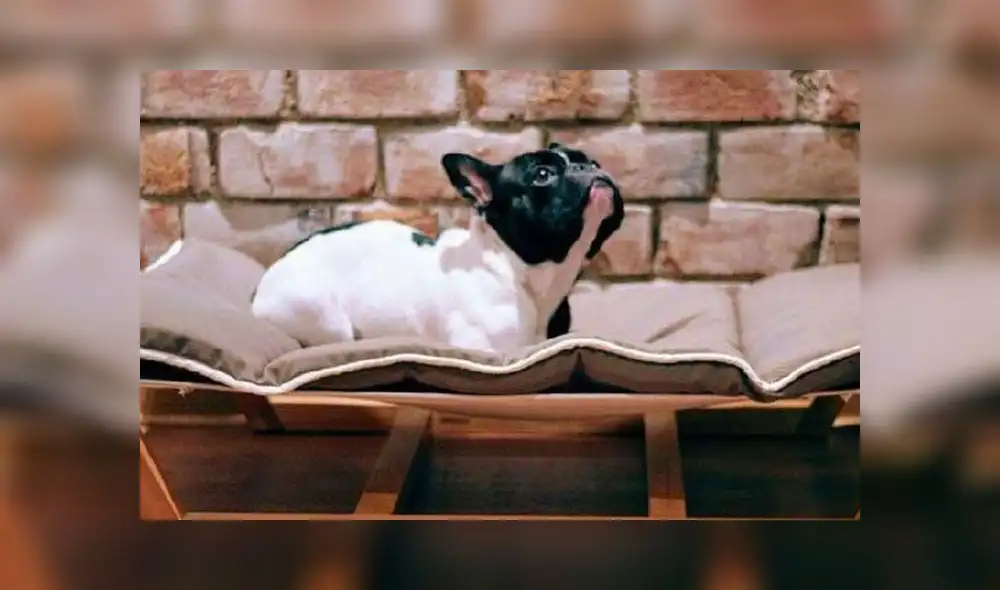 Familia peruana instalará sucursales de tiendas para mascotas en Chile