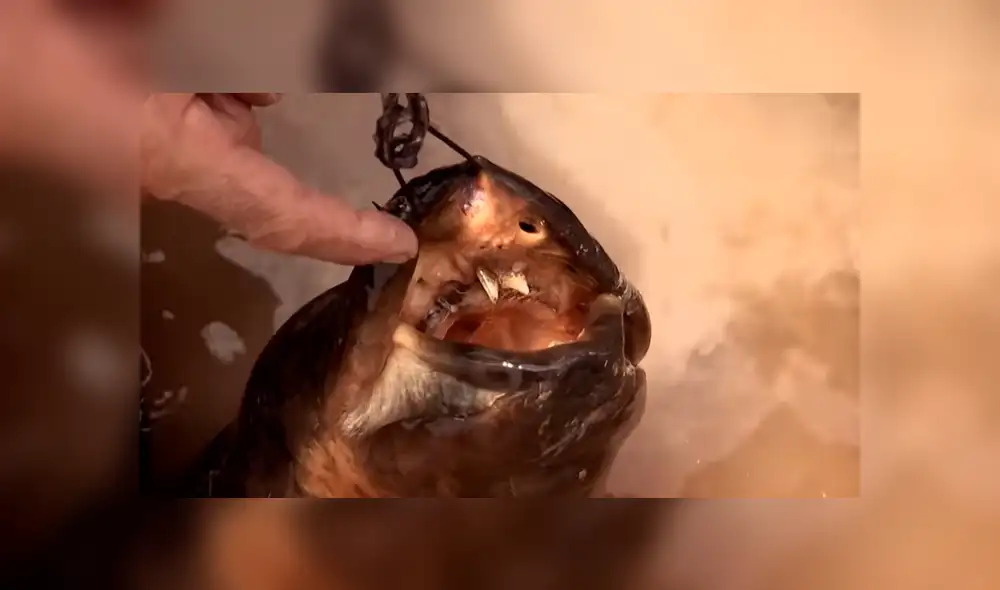 Si quieres conocer la identidad del descomunal pez viral de YouTube, revisa nuestra galería deslizando cada imagen hacia la izquierda.