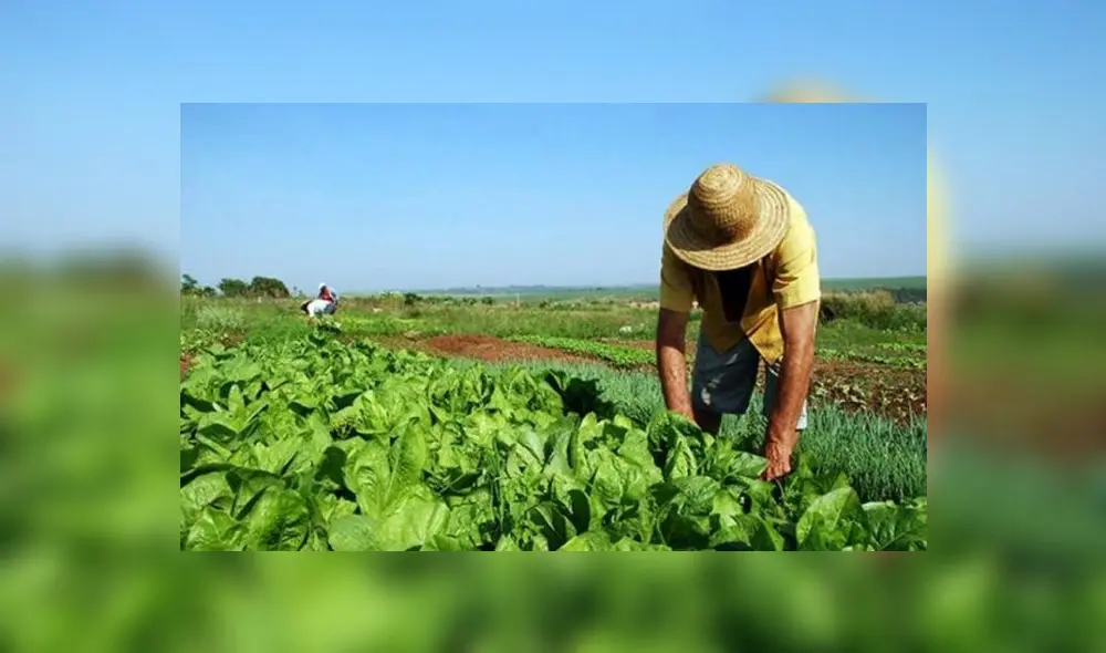 Gobierno dispone bono rural a más de un millón de hogares del sector agrícola. Foto: La Abeja.
