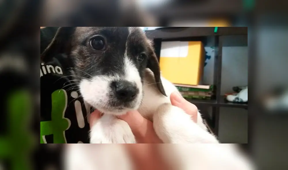 Las personas no están adoptando animales por el COVID-19. Las personas no están adoptando animales por el COVID-19.