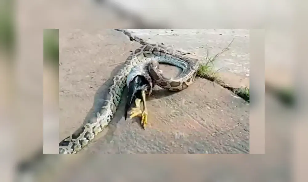 El espeluznante momento quedó registrado en una impactante grabación que se ha hecho viral en YouTube y otras redes El espeluznante momento quedó registrado en una impactante grabación que se ha hecho viral en YouTube y otras redes