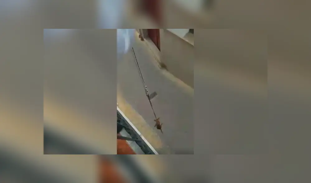 Desliza las imágenes hacia la izquierda para conocer cómo un hombre paseó a su perro desde su balcón. Desliza las imágenes hacia la izquierda para conocer cómo un hombre paseó a su perro desde su balcón.