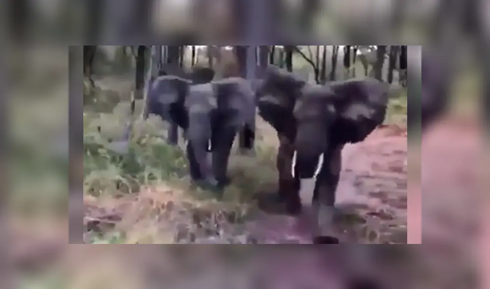 Turistas molestan a elefantes y estos enfurecen.