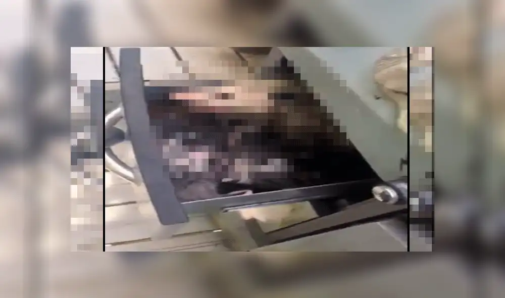 Facebook: escucha extraños ruidos en su cocina, revisa y descubre misteriosas criaturas [VIDEO]