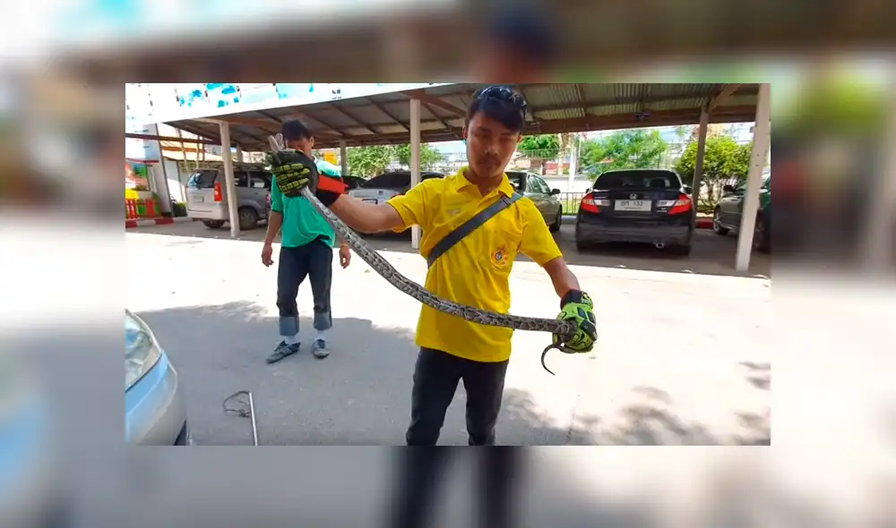Revisa motor de auto y descubre serpiente pitón enganchada en los fierros retorcidos [VIDEO] 
