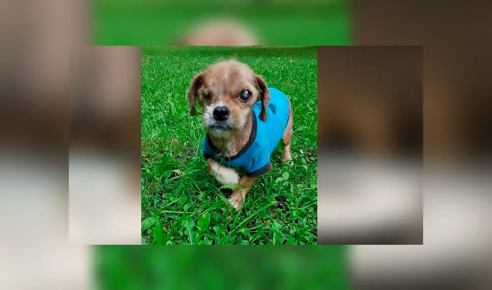 Facebook viral: mujer rescata a perro, le cura sus heridas y ahora tiene un cambio radical [FOTOS]