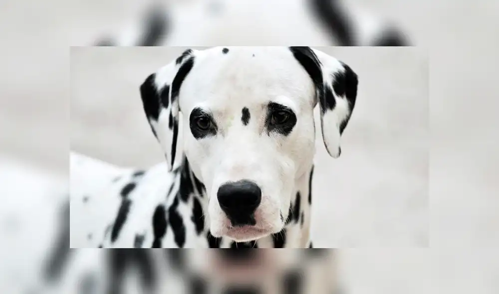 Facebook viral: perro dálmata conoce a caballo 'leopardo' y tiene increíble reacción [VIDEO]