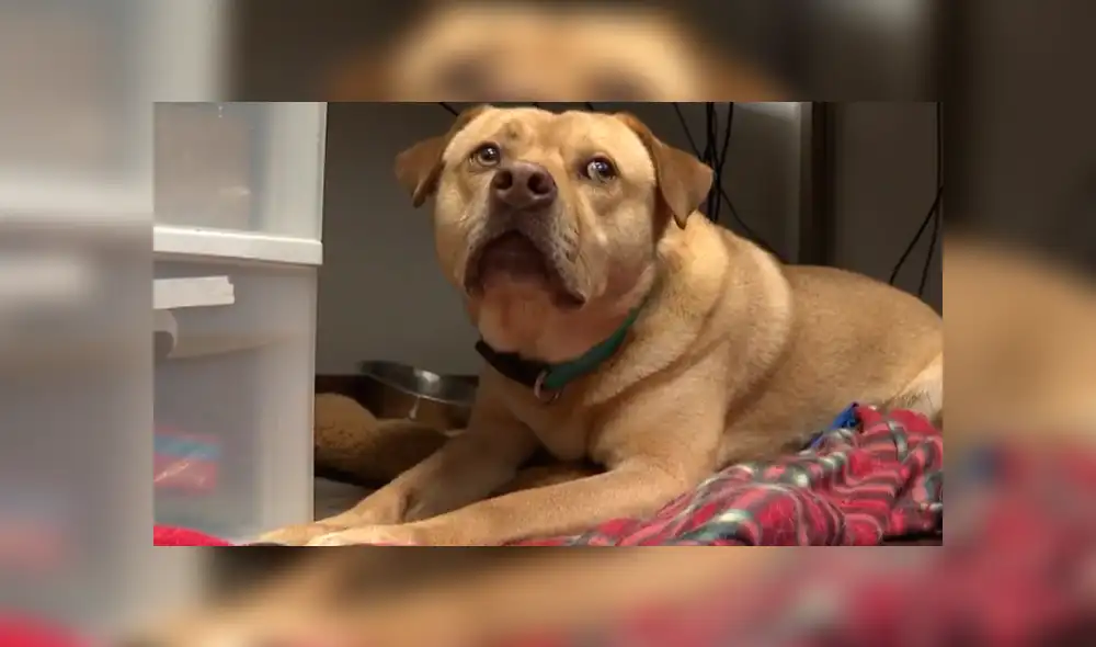 Facebook: perro abandonado roba cosas para no sentirse solo y conseguir cariño [VIDEO]
