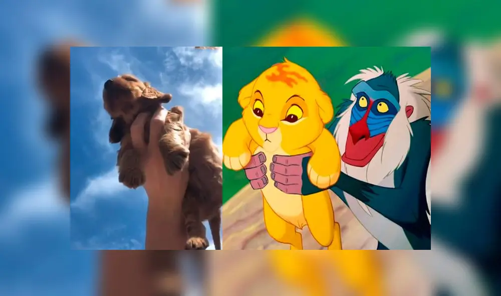Desliza las imágenes para ver la tierna escena que protagonizó este cachorro al estilo de 'El Rey León'. Foto: Woof Woorf