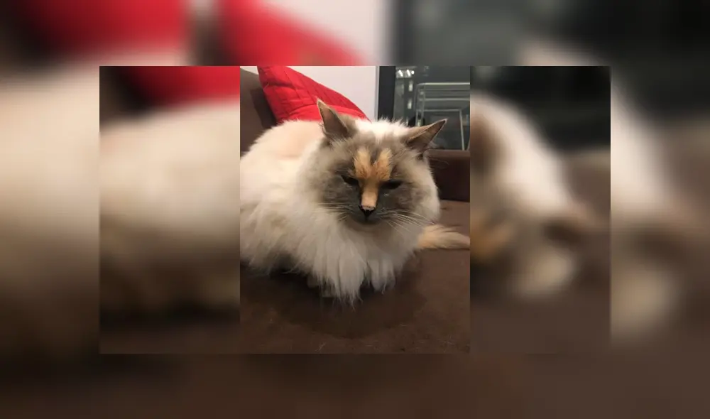 Desliza para ver el aspecto de esta gata que conmovió a todos en Facebook. Foto: Captura.