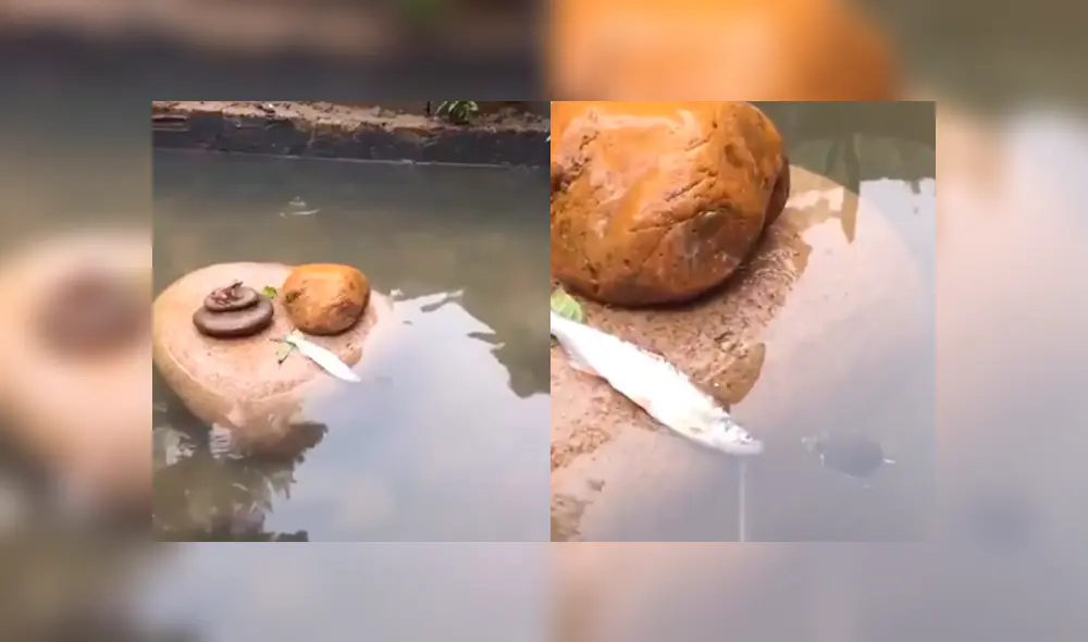 Desliza para ver el desenlace de este video viral de Facebook. Foto: Captura. Desliza para ver el desenlace de este video viral de Facebook. Foto: Captura.