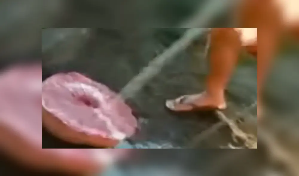 YouTube viral: bañistas encuentran misteriosa criatura marina, la revisan y reciben inesperado ‘ataque’ YouTube viral: bañistas encuentran misteriosa criatura marina, la revisan y reciben inesperado ‘ataque’