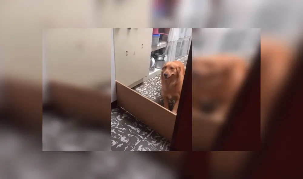 Desliza las imágenes hacia la izquierda para observar la acción de un perro al no cumplir con el juego inventado por su dueño. Desliza las imágenes hacia la izquierda para observar la acción de un perro al no cumplir con el juego inventado por su dueño.