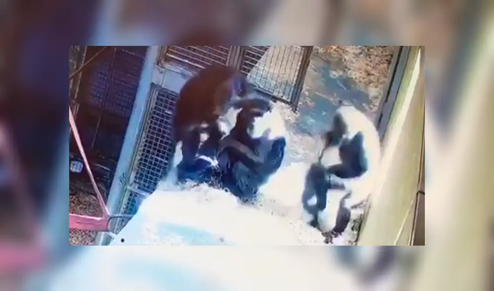 En YouTube, los encargados de un zoológico instalaron una cámara y descubrieron la amorosa escena de una mamá chimpancé. En YouTube, los encargados de un zoológico instalaron una cámara y descubrieron la amorosa escena de una mamá chimpancé.
