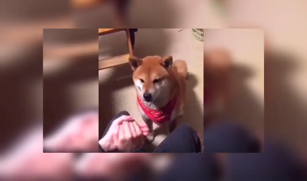 En Facebook, un perro perdió jugando con su dueño al querer encontrar un trozo de comida y conmovió con su reacción. En Facebook, un perro perdió jugando con su dueño al querer encontrar un trozo de comida y conmovió con su reacción.