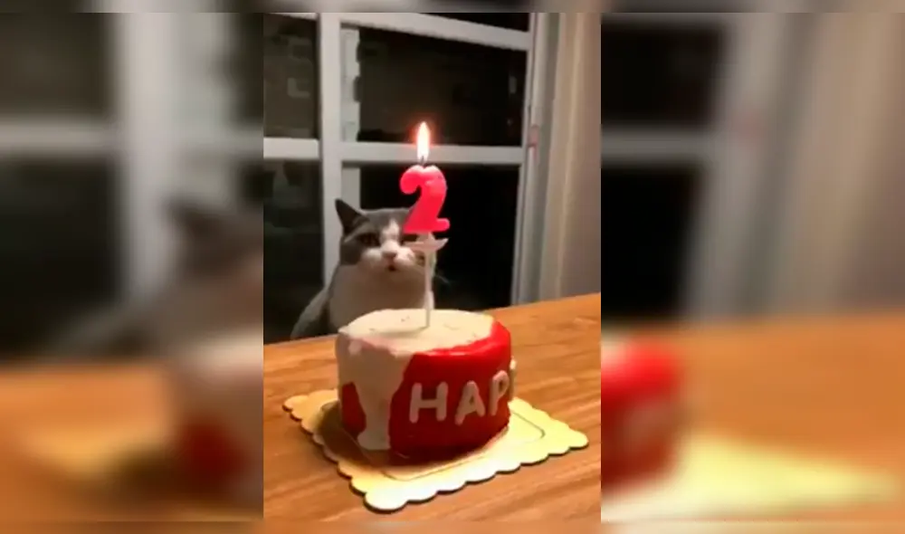 Facebook Viral: Gato tiene increíble reacción cuando terminan de cantarle 'Happy Birthday'