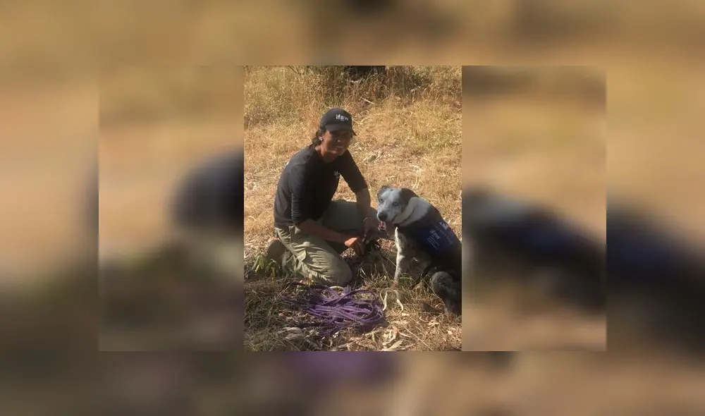 Riana gardiner, miembro del Fondo Internacional para el Bienestar Animal, y Oso en una de sus misiones de rescate.