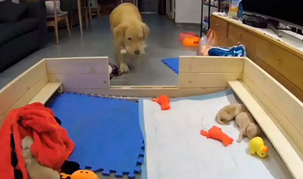 Desliza las imágenes para descubrir el amoroso gesto que tuvo una perrita con sus crías recién nacidas. Foto: captura de YouTube