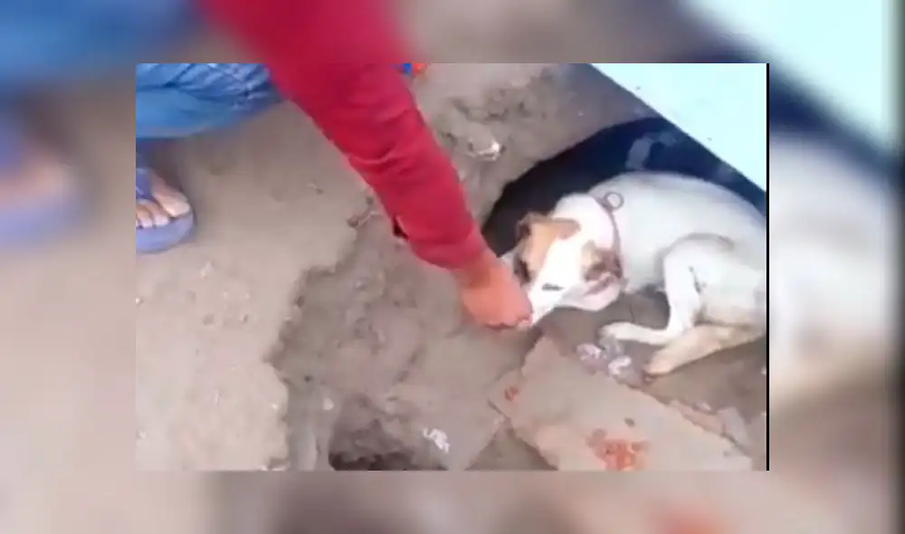 Villa El Salvador: rescatan a perrita y cachorros que vivían en un profundo hoyo [VIDEO]