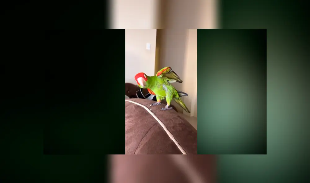 Desliza las imágenes para ver la divertida coreografía de este pequeño loro. Fotocapturas: Carlos Ponce/TikTok Desliza las imágenes para ver la divertida coreografía de este pequeño loro. Fotocapturas: Carlos Ponce/TikTok