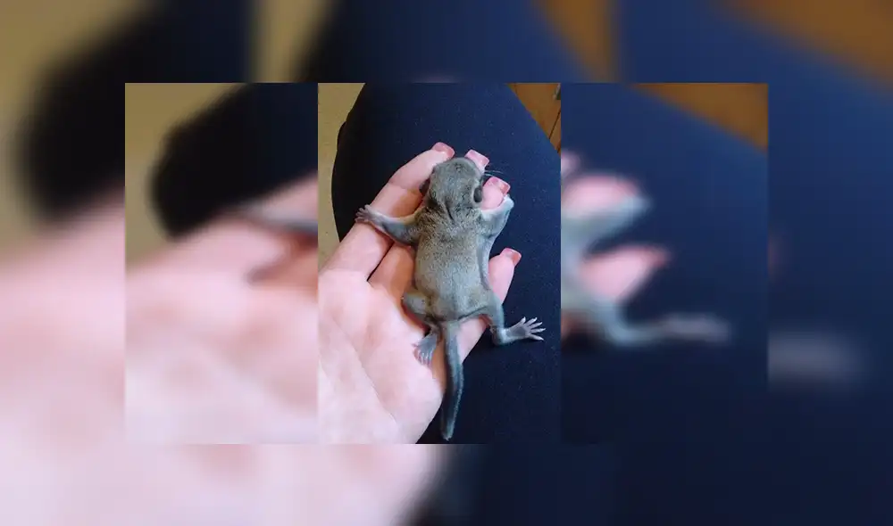 En Facebook, la joven encontró al pequeño animal en la calle con pocas probabilidades de sobrevivir y solo pesaba 4 gramos.