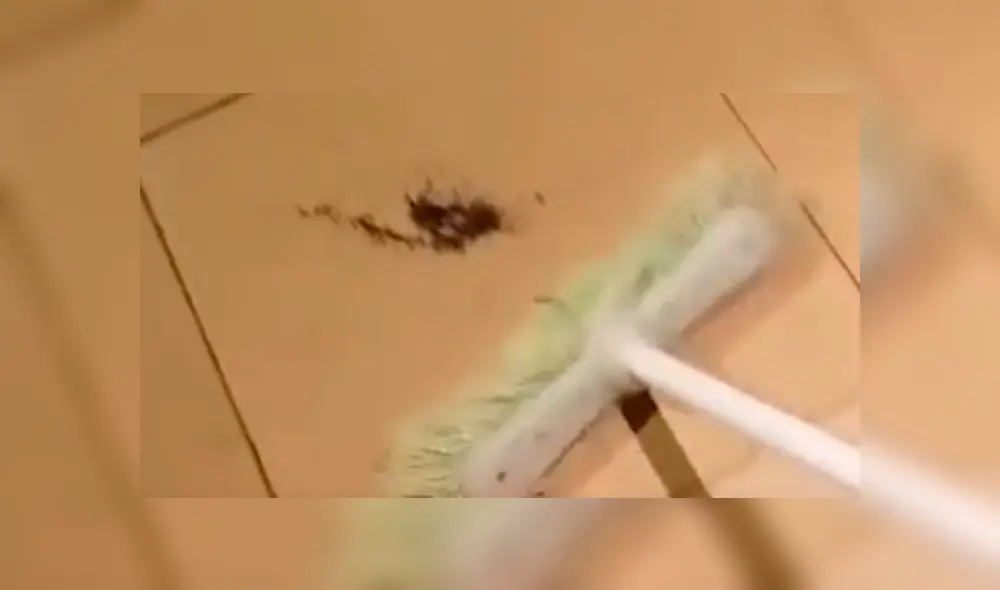 YouTube viral: encuentra araña con miles de sus crías, la mata y ocurre esto [VIDEO]