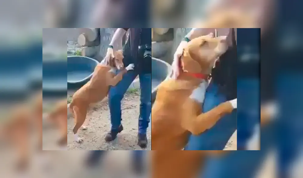 Video es viral en Facebook. Periodista fue sorprendido por la conmovedora conducta de un can cuando acudió a un refugio de perros abandonados para realizar un reportaje