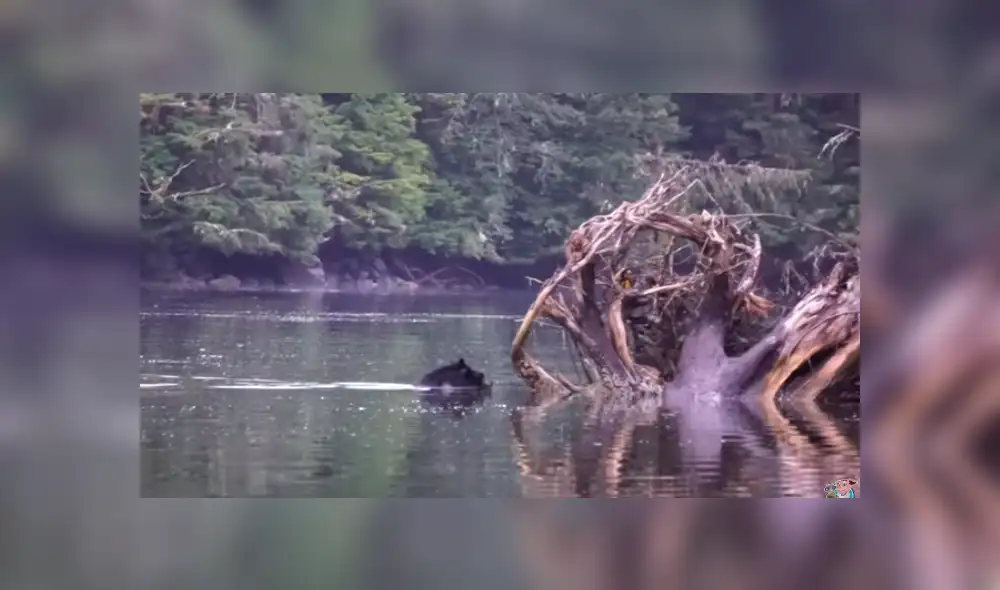 Video es viral en YouTube. La mamá oso debía cruzar un caudaloso río y como no podía dejar a su cría, decidió llevarla en su espalda. Foto: Captura. Video es viral en YouTube. La mamá oso debía cruzar un caudaloso río y como no podía dejar a su cría, decidió llevarla en su espalda. Foto: Captura.