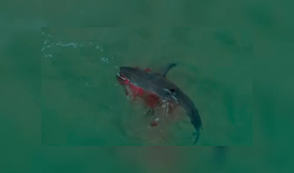 Las imágenes del impactante encuentro captado desde un dron sorprendieron a miles de internautas