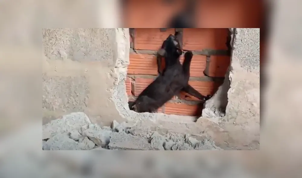 Desliza hacia la izquierda para ver el conmovedor rescate que se hizo viral en Facebook. Video: Captura. Desliza hacia la izquierda para ver el conmovedor rescate que se hizo viral en Facebook. Video: Captura.