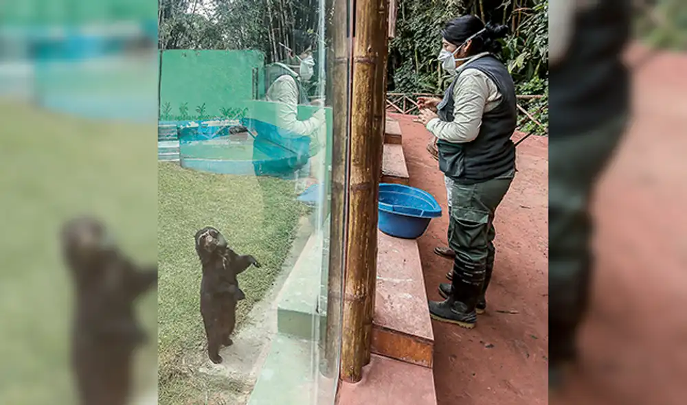 Osa. La osa de anteojos Conie saluda a Mary Atasi, su cuidadora. Ambas esperan el apoyo de los visitantes en estos momentos de crisis sanitaria.