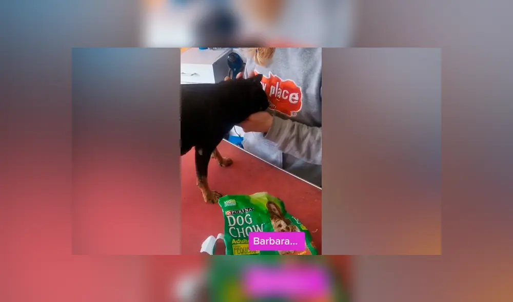 Desliza las imágenes para ver lo que hizo este perrito al ser descubierto con las ‘patas’ en la masa. Foto: Puppyplace /TikTok Desliza las imágenes para ver lo que hizo este perrito al ser descubierto con las ‘patas’ en la masa. Foto: Puppyplace /TikTok