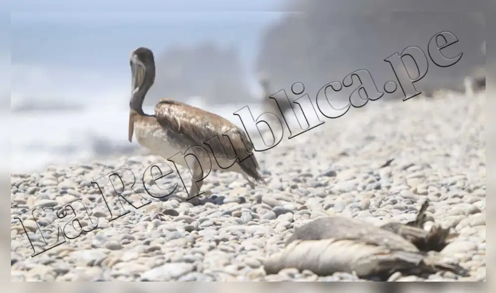Miguel Quevedo sostuvo que se adoptan acciones para controlar el brote influenza aviar en pelícanos, la cual originó la muerte en esta especie. Foto: Clinton Medina/ La República