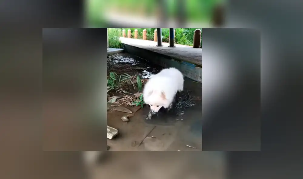 Facebook viral: mujer baña y deja reluciente a su perro y la mascota hace la peor travesura del mundo Facebook viral: mujer baña y deja reluciente a su perro y la mascota hace la peor travesura del mundo