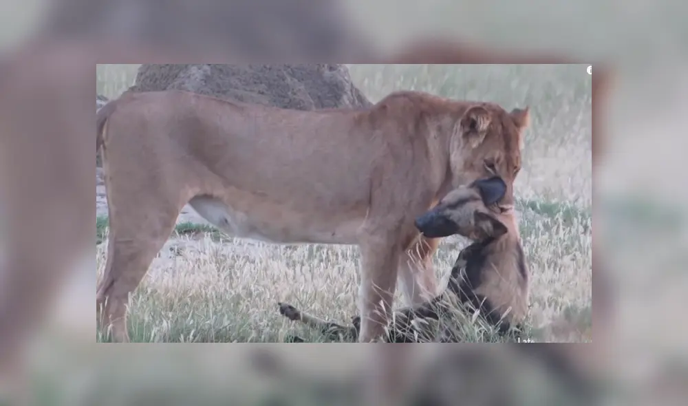 YouTube viral: Astuta hiena finge estar muerta para evitar que hambriento león la asesine [VIDEO]
