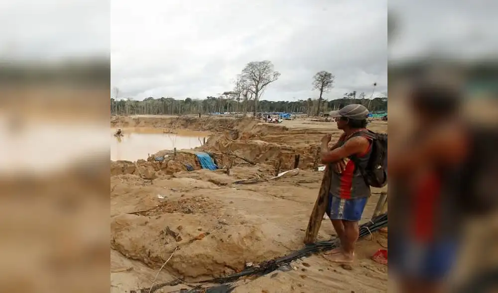 Continúa deforestación de bosques en Madre de Dios