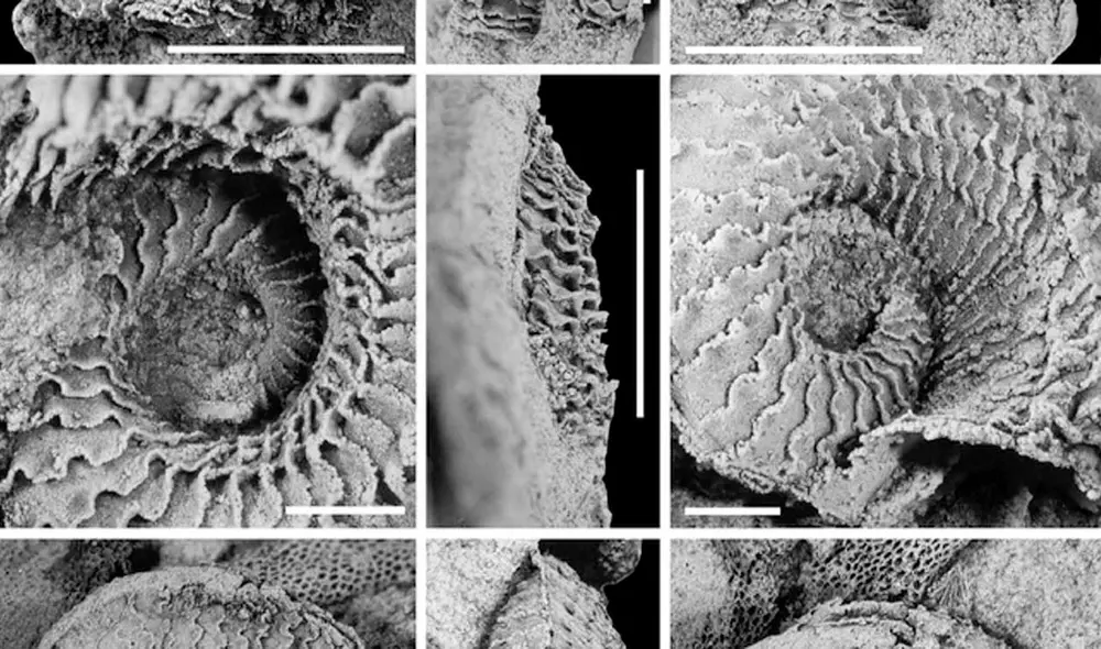 Fósil fue presentado en el Día Nacional de la Geología. Foto: Ingemmet.