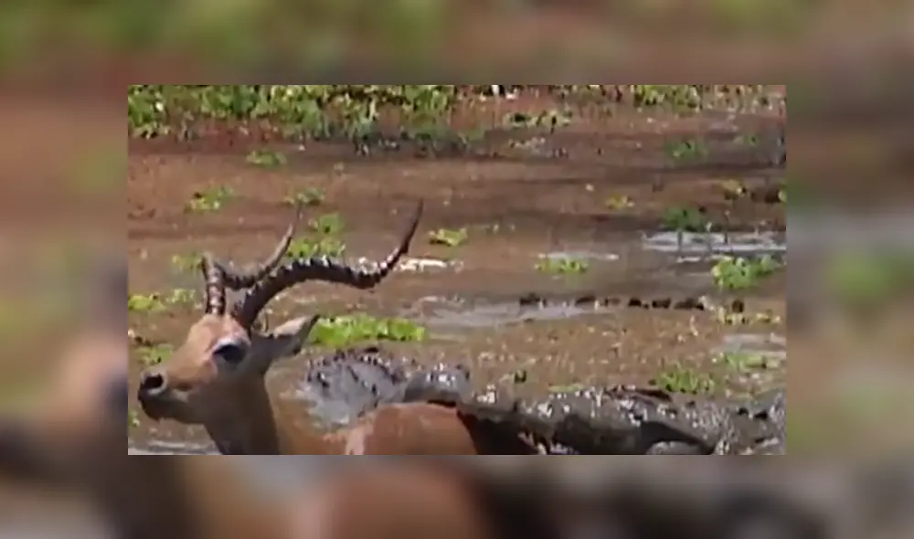 Desliza hacia la izquierda para ver las imágenes del viral de YouTube. Foto: Captura. Desliza hacia la izquierda para ver las imágenes del viral de YouTube. Foto: Captura.