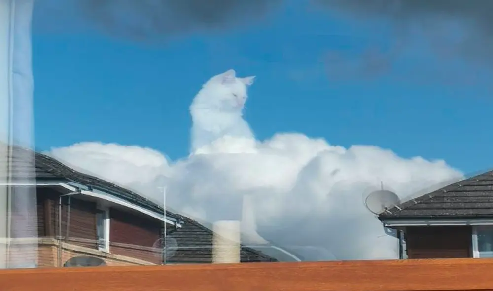 Facebook - animales - Gato Facebook - animales - Gato