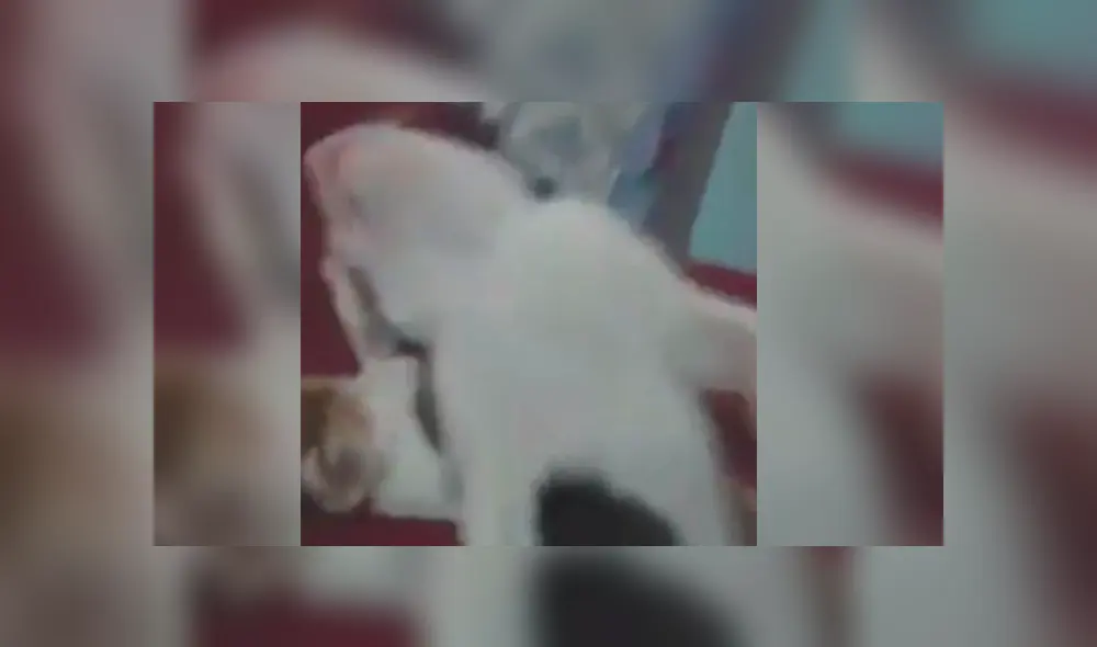 Facebook viral: gato simula estar muerto cuando su dueña le dispara con un arma imaginaria [VIDEO]