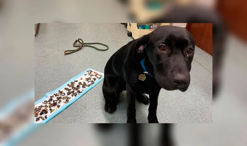 El animal tiene seis meses. (Fuente: The Sun)