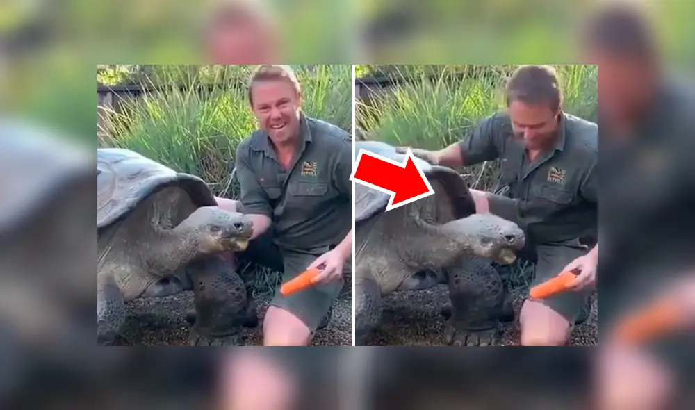 Turistas graban gigantesca tortuga junto a su cuidador.