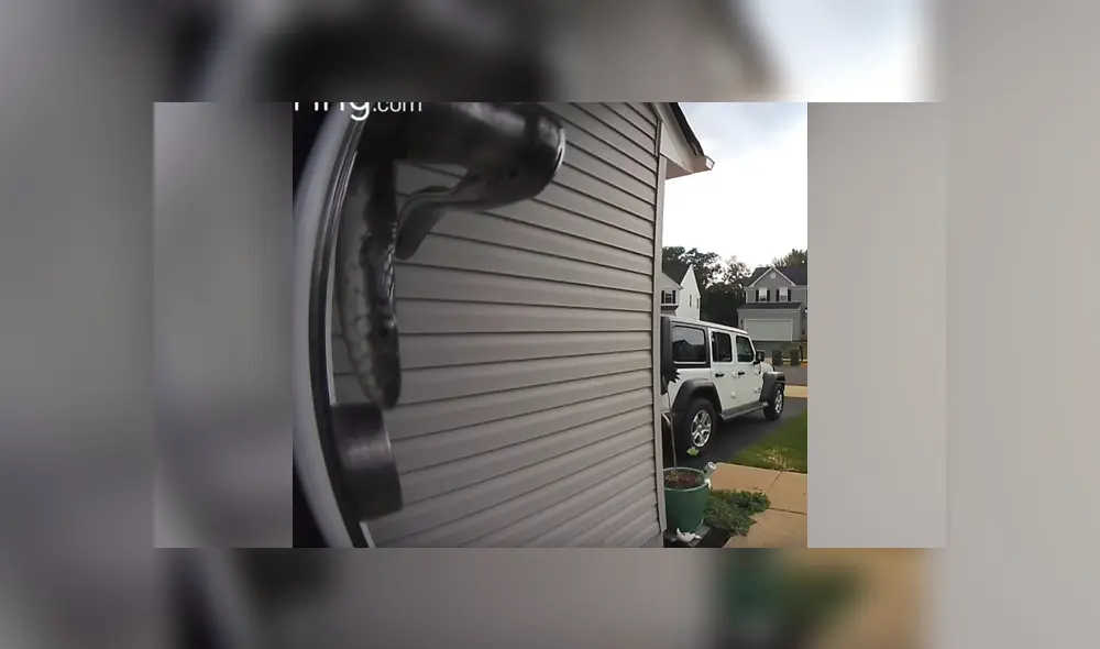 Letal serpiente ingresa a casa de mujer de Estados Unidos.