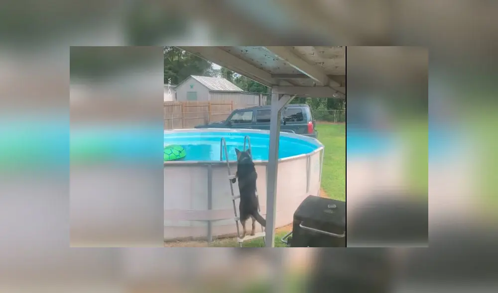 Desliza las imágenes para ver el momento en que un travieso perro aprovechó la piscina que sus dueños no podían usar por la cuarentena. Foto: Woof Woof Desliza las imágenes para ver el momento en que un travieso perro aprovechó la piscina que sus dueños no podían usar por la cuarentena. Foto: Woof Woof