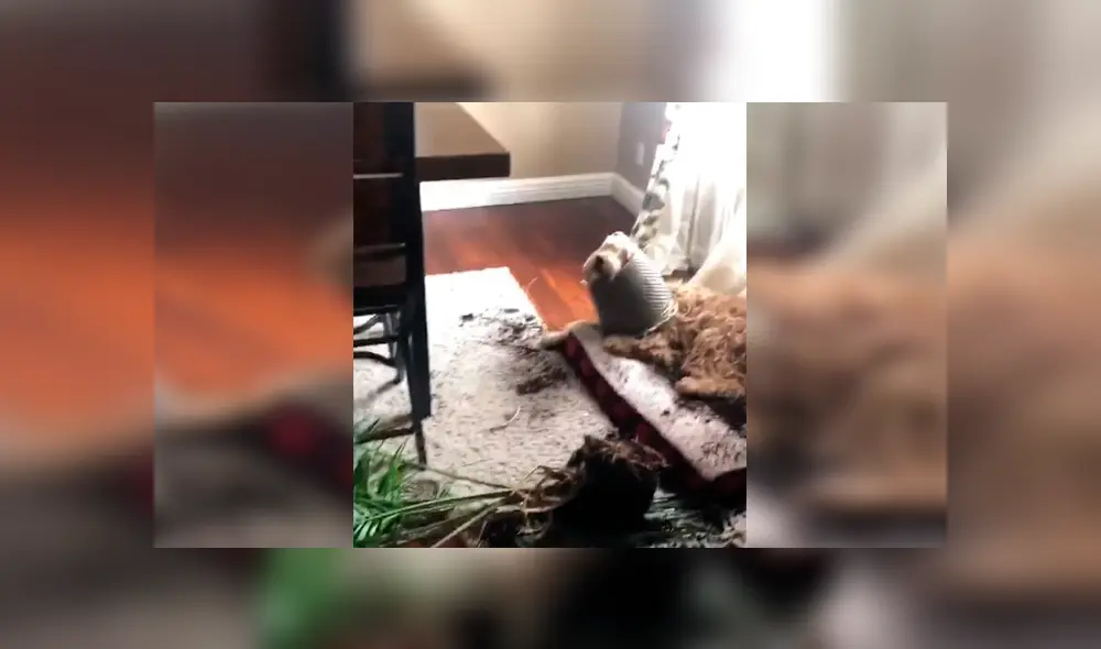 En Facebook, un perro aprovechó la ausencia de sus dueños para cometer una travesura y fue descubierto.