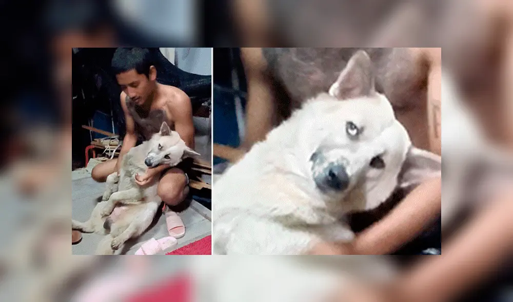YouTube viral: perrito no quiso que dueño lo bañe y fingió su muerte [VIDEO]