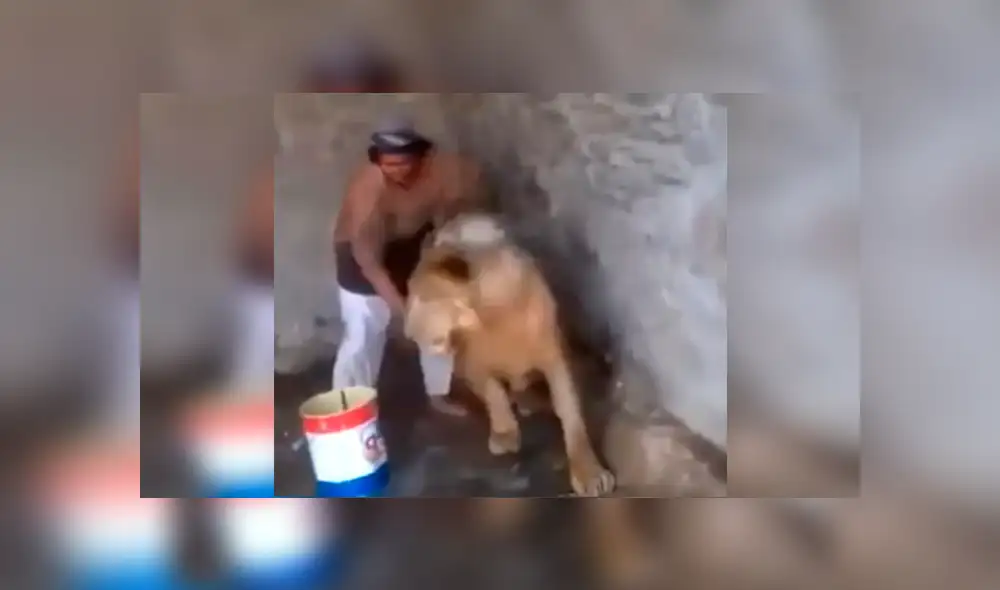 YouTube viral: Este león se dejó bañar cual pequeño gato por hombre que ingresó a su jaula [VIDEO] 