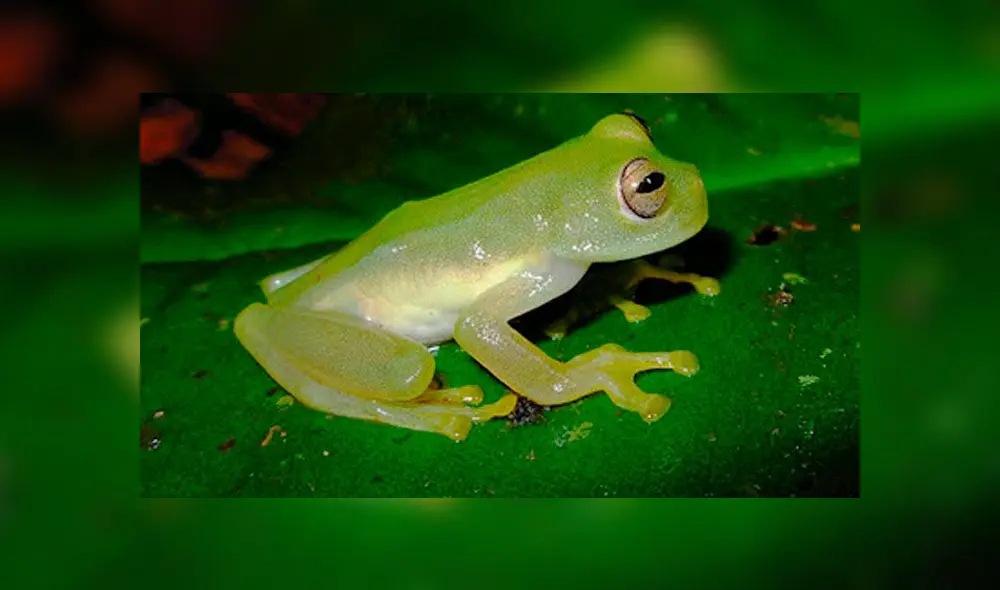 Hallan “rana de cristal” que se creyó extinta desde hace dos décadas [VIDEO]